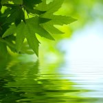 Medicinal plants: the Cuban experience